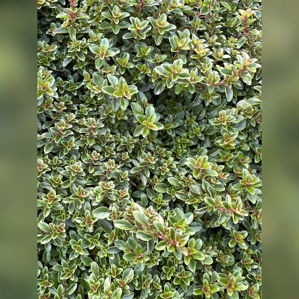 Thyme (5 Varieties Available)