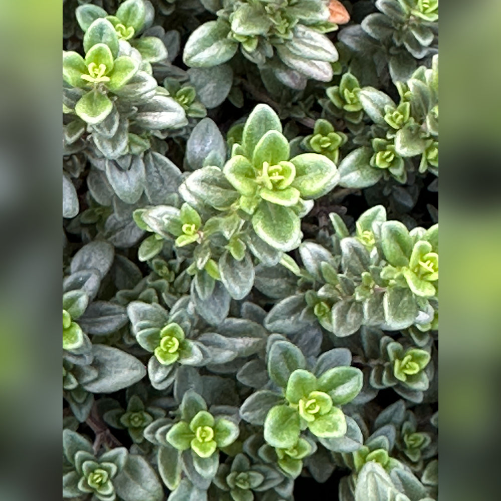 Thyme (5 Varieties Available)