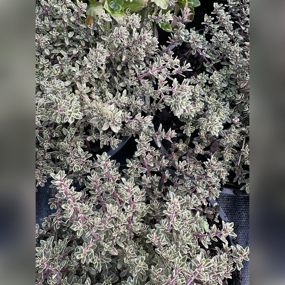 Thyme (5 Varieties Available)