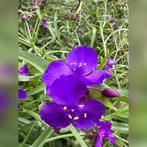 Tradescantia (2 Varieties Available)