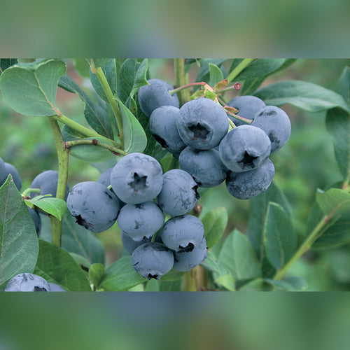 Blueberry (3 Varieties Available)