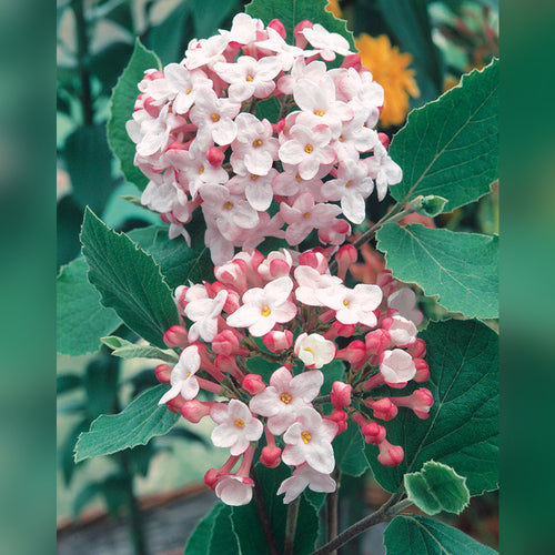 Viburnum carlesii 'Korean Spice Viburnum'