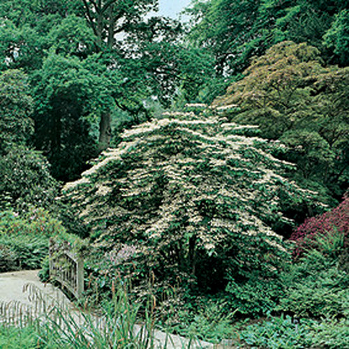 Viburnum plicatum mariesii