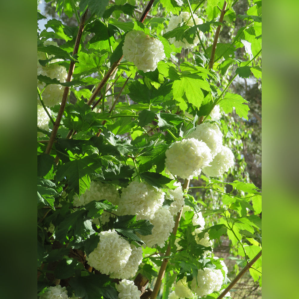 Viburnum opulus (Snowball Tree)