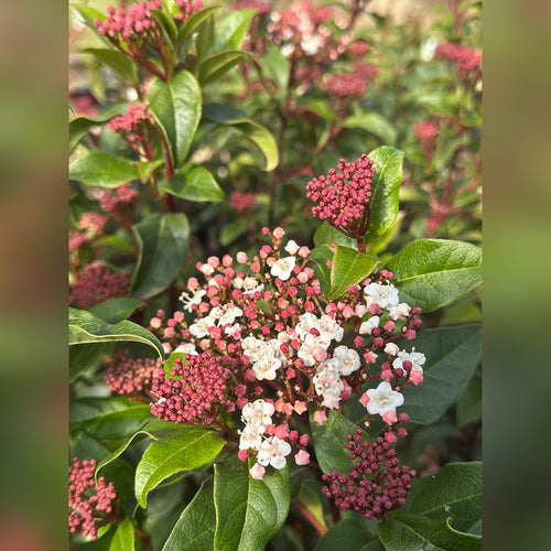 Viburnum tinus (Laurustinus)