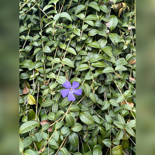 Vinca minor (2 Varieties Available)