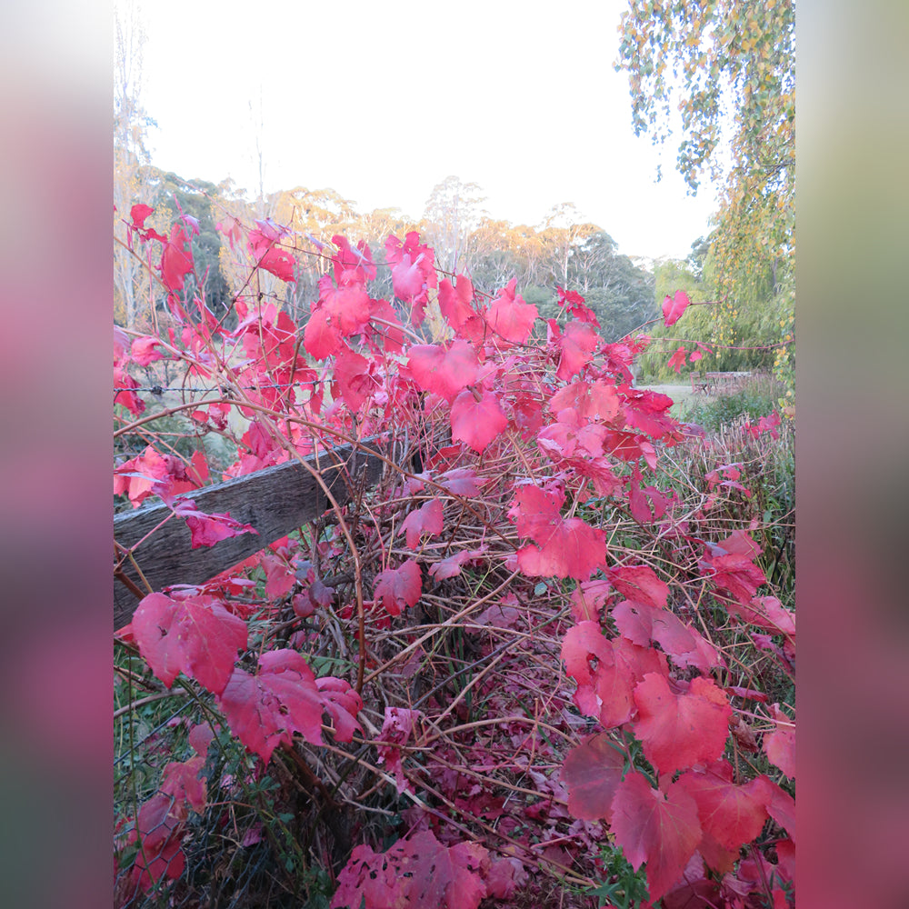 Vitis vinifera (Ornamental Grape)