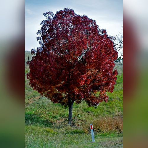 Fraxinus oxycarpa Raywoodii (Claret Ash)