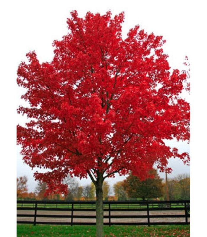 Array af Bore Passende Acer rubrum Autumn Red – Tablelands Nurseries Online