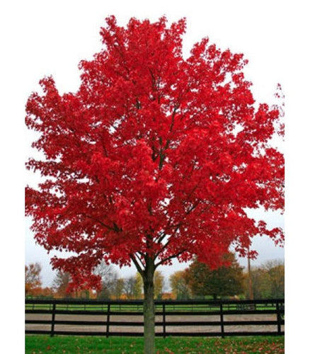 Acer rubrum Autumn Red - Buy Cold Climate Plants Online Tablelands Nurseries