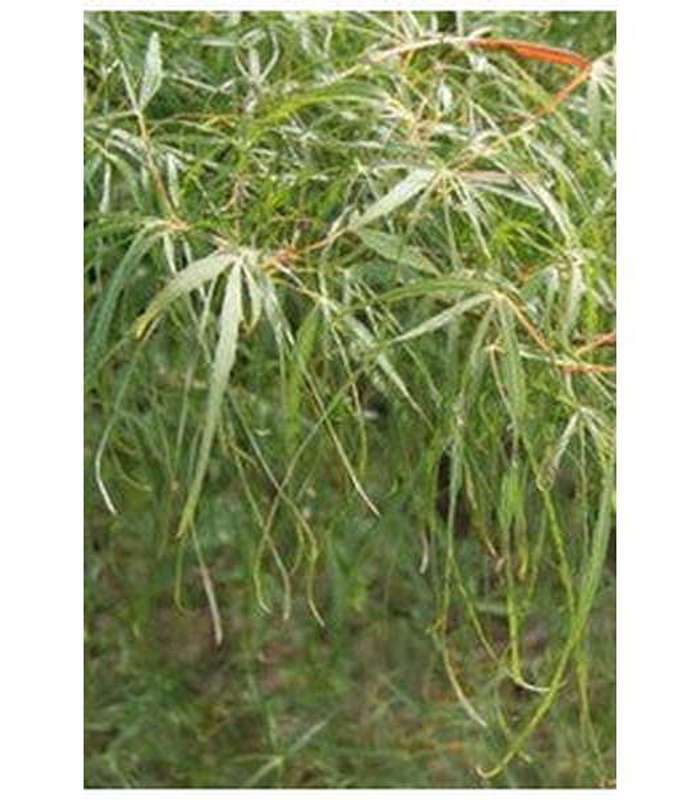 Acer palmatum Grafted Upright (9 Varieties Available) - Buy Cold Climate Plants Online Tablelands Nurseries