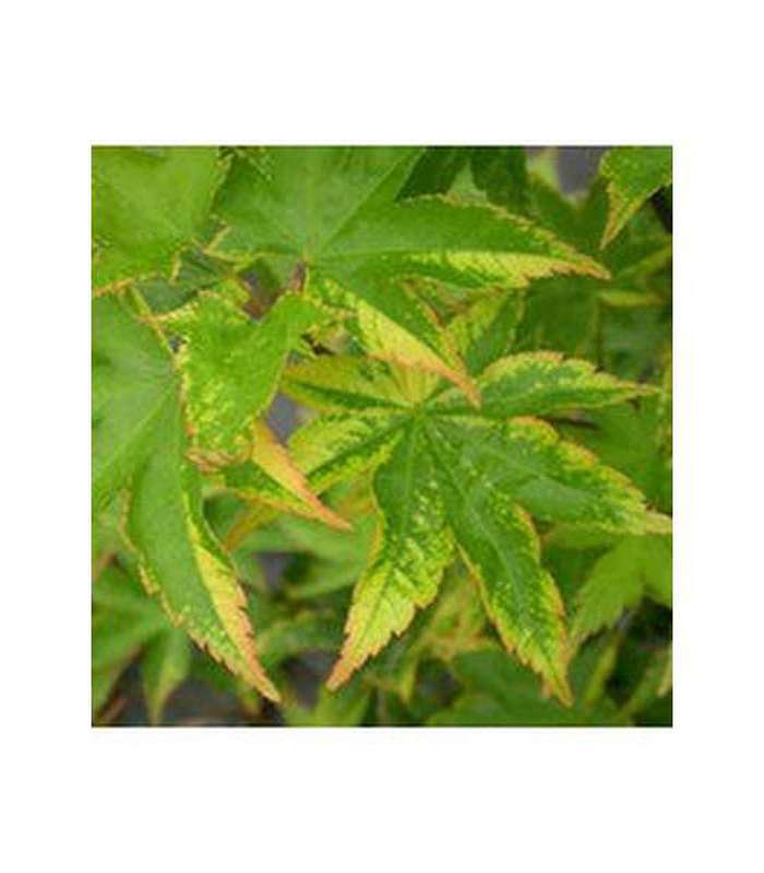 Acer palmatum Grafted Upright (18 Varieties Available)
