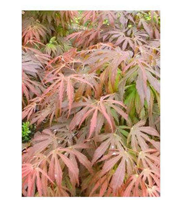 Acer palmatum Dissectum (15 Varieties Available) - Buy Cold Climate Plants Online Tablelands Nurseries