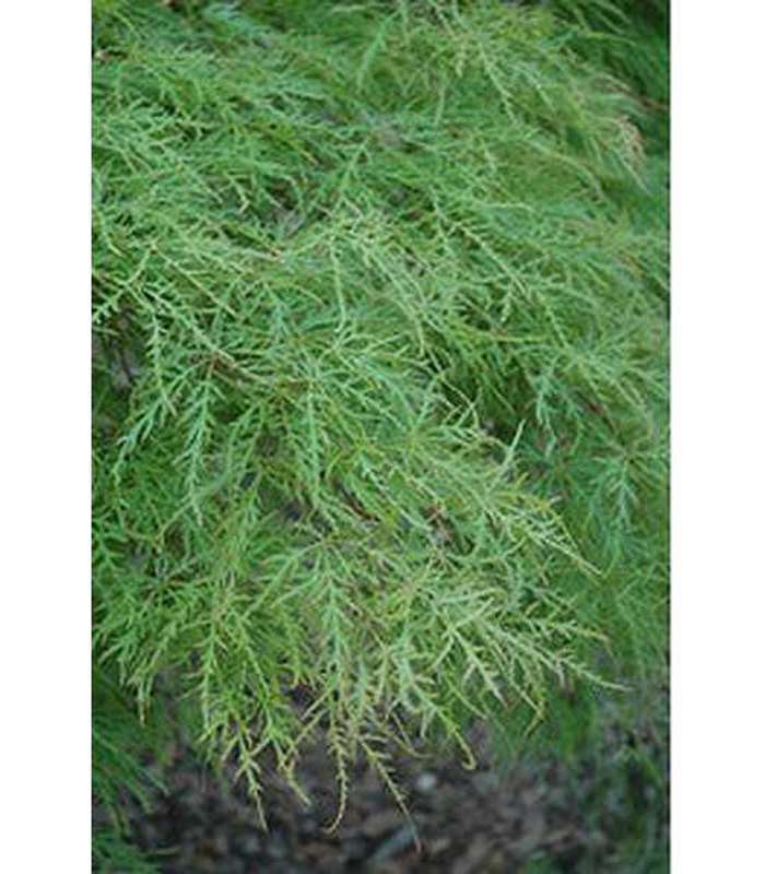 Acer palmatum Dissectum (15 Varieties Available) - Buy Cold Climate Plants Online Tablelands Nurseries