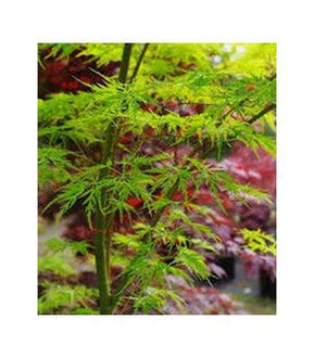 Acer palmatum Grafted Upright (9 Varieties Available) - Buy Cold Climate Plants Online Tablelands Nurseries