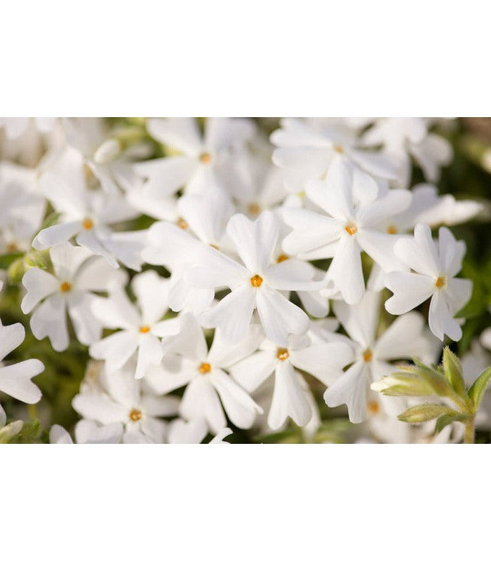 Alpine Phlox (6 Varieties Available) - Buy Cold Climate Plants Online Tablelands Nurseries