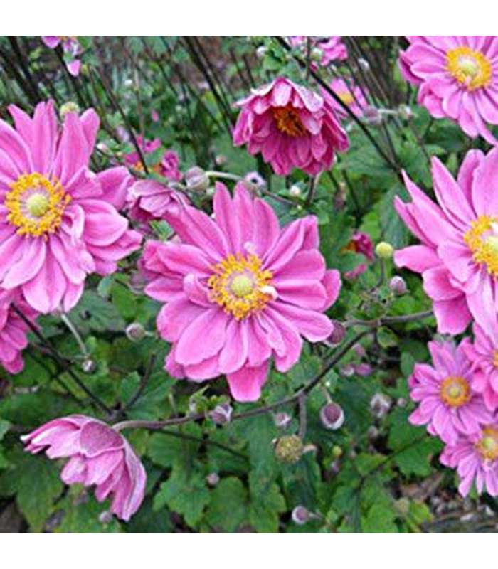 Anenome x hybrida (4 Varieties Available) - Buy Cold Climate Plants Online Tablelands Nurseries