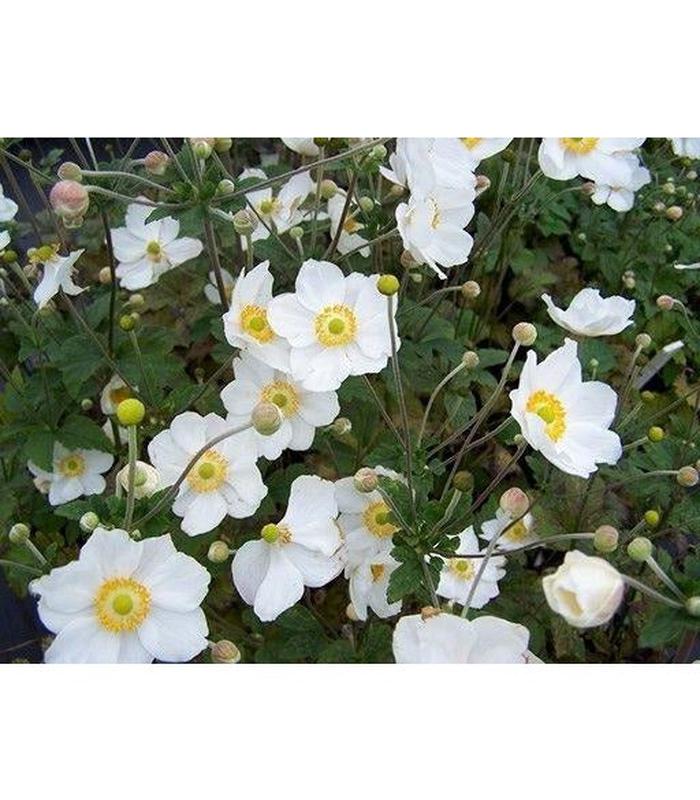 Anenome x hybrida (4 Varieties Available) - Buy Cold Climate Plants Online Tablelands Nurseries