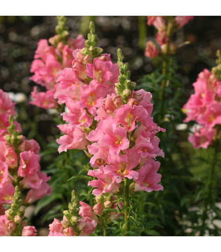 Antirrhinum (Pink Snow) - Buy Cold Climate Plants Online Tablelands Nurseries
