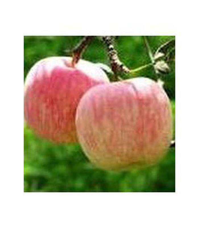 Apple (9 Varieties Available) - Buy Cold Climate Plants Online Tablelands Nurseries
