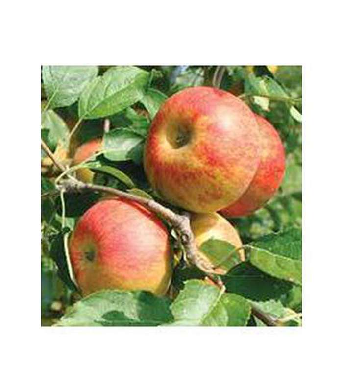Apple (9 Varieties Available) - Buy Cold Climate Plants Online Tablelands Nurseries