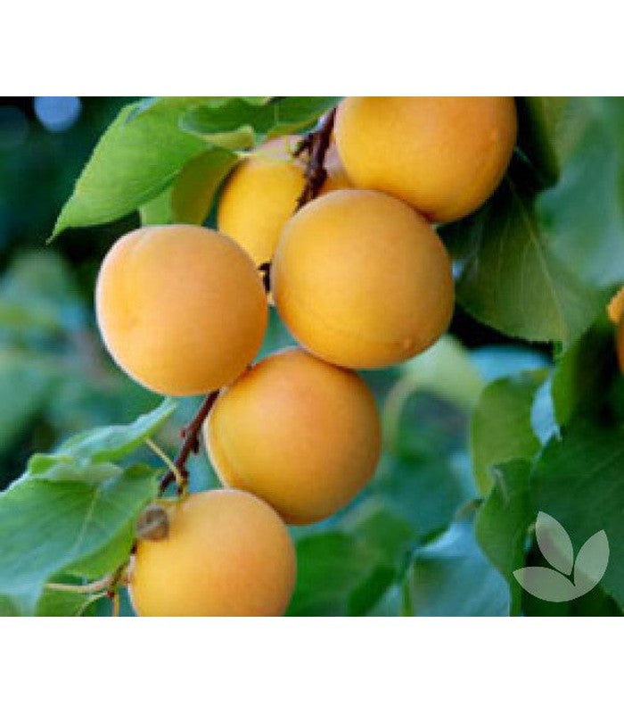 Apricot (2 Varieties Available)
