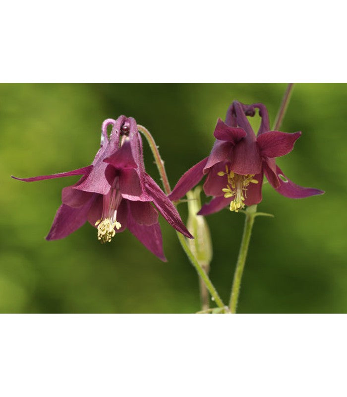 Aquilegia Atrata
