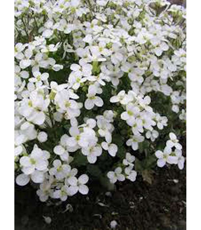 Arabis (Rock Cress) (3 Varieties available) - Buy Cold Climate Plants Online Tablelands Nurseries