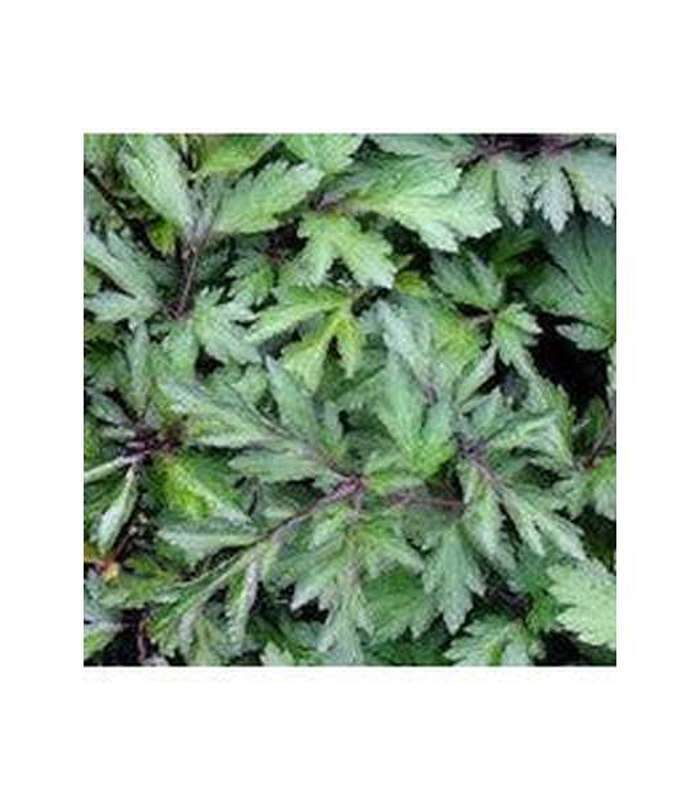 Artemesia lactiflora Quizhou - Buy Cold Climate Plants Online Tablelands Nurseries