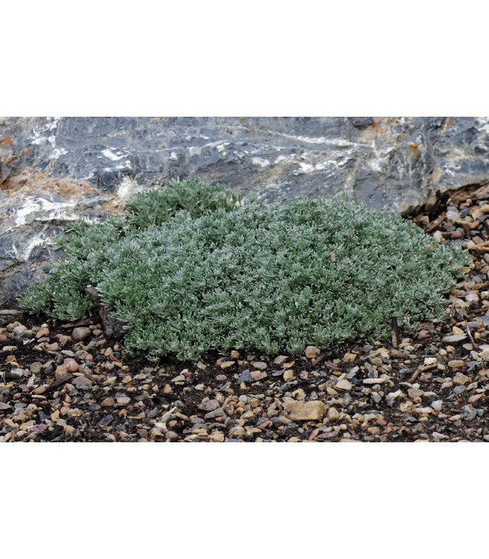 Artemisia pedemontana - Buy Cold Climate Plants Online Tablelands Nurseries