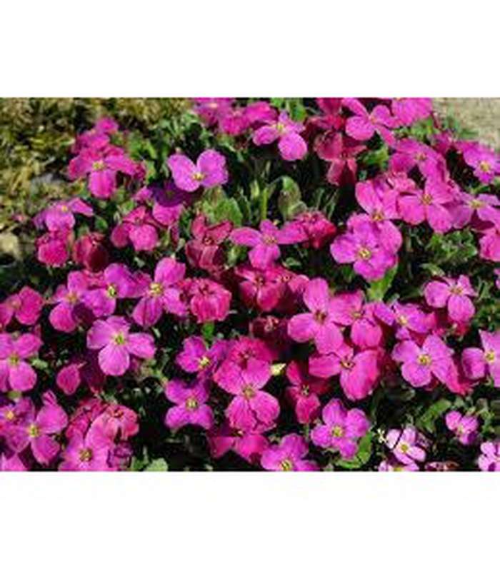 Aubrieta x cultorum (2 Varieties available) - Buy Cold Climate Plants Online Tablelands Nurseries