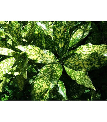 Aucuba japonica 'Variegata' - Buy Cold Climate Plants Online Tablelands Nurseries