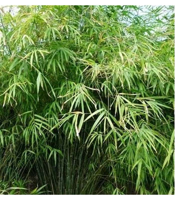 Clumping Bamboo - Buy Cold Climate Plants Online Tablelands Nurseries