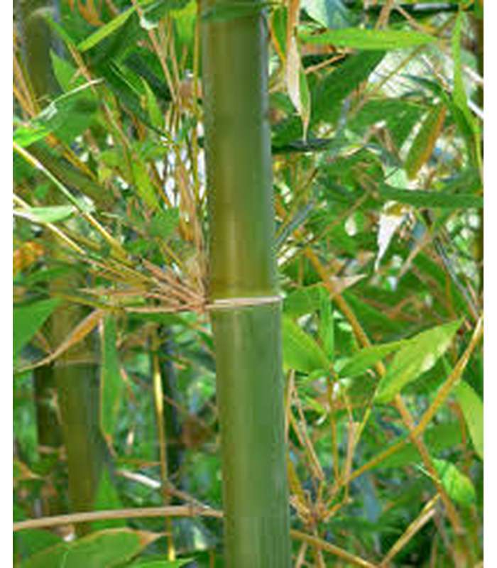 Clumping Bamboo - Buy Cold Climate Plants Online Tablelands Nurseries