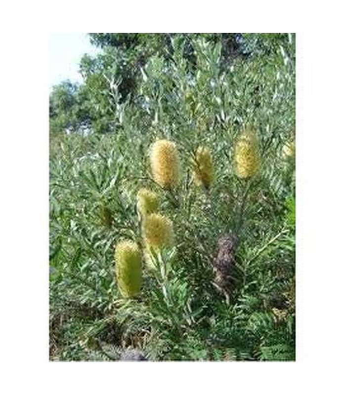 Banksia marginata - Buy Cold Climate Plants Online Tablelands Nurseries