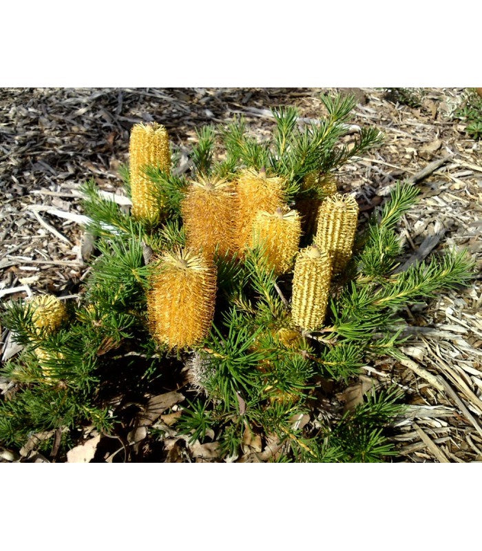 Banksia 'mini marg' - Buy Cold Climate Plants Online Tablelands Nurseries