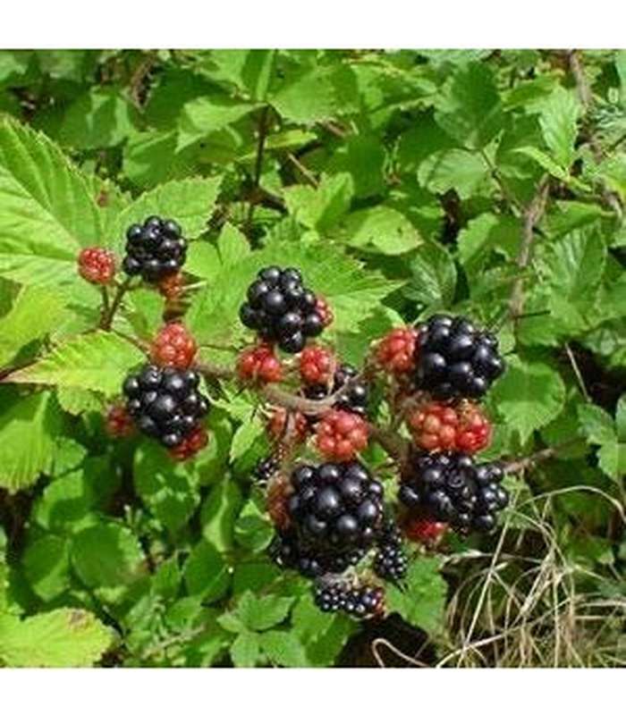 Blackberry Thornless - Buy Cold Climate Plants Online Tablelands Nurseries