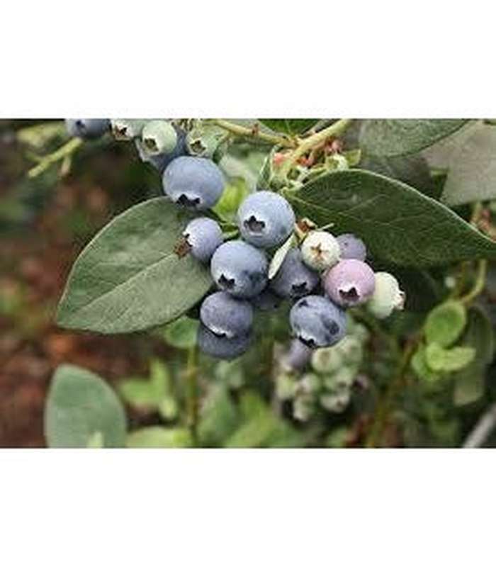 Blueberry (3 Varieties Available) - Buy Cold Climate Plants Online Tablelands Nurseries
