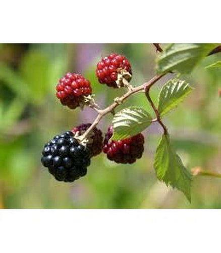 Boysenberry - Buy Cold Climate Plants Online Tablelands Nurseries
