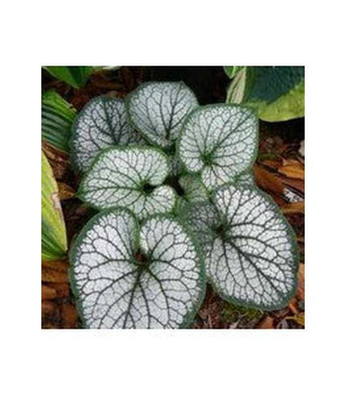 Brunnera macrophylla (Jack Frost) - Buy Cold Climate Plants Online Tablelands Nurseries