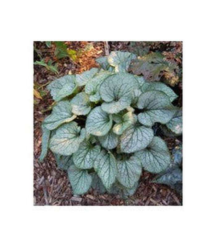 Brunnera macrophylla (Looking Glass) - Buy Cold Climate Plants Online Tablelands Nurseries