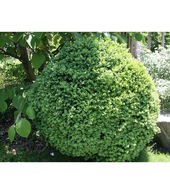 Buxus suffruticosa (Dwarf English Box) - Buy Cold Climate Plants Online Tablelands Nurseries