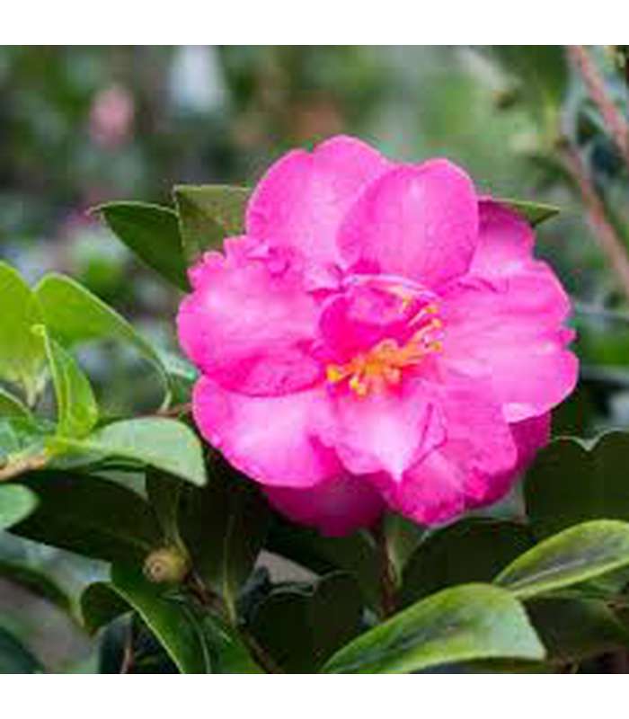 Camellia sasanqua (10 Varieties Available) - Buy Cold Climate Plants Online Tablelands Nurseries