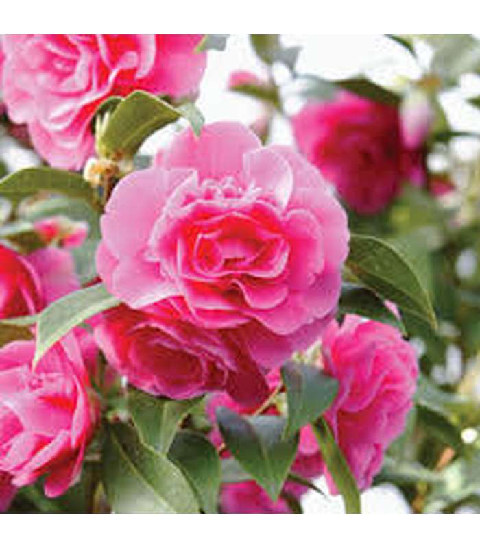 Camellia sasanqua (10 Varieties Available) - Buy Cold Climate Plants Online Tablelands Nurseries