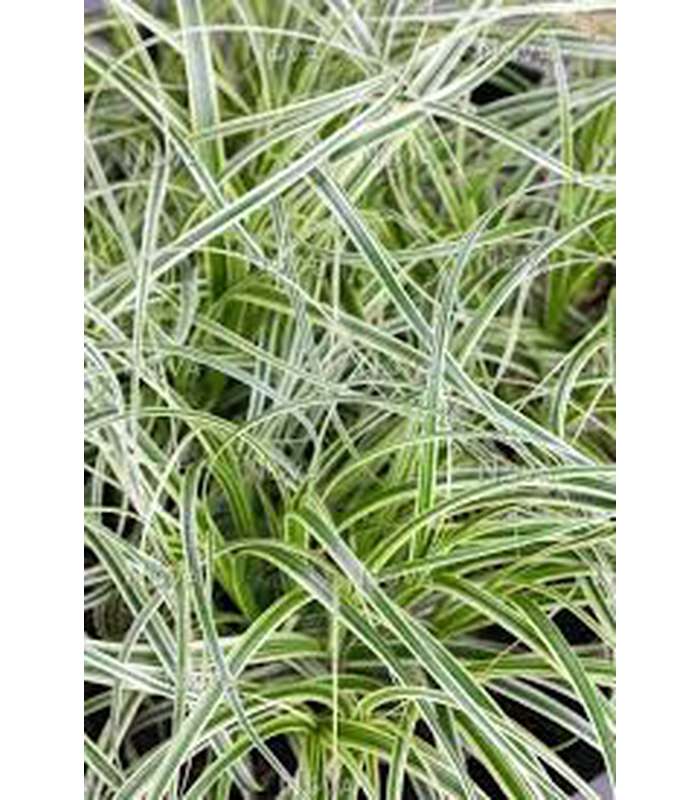 Carex oshimensis (2 Variants) - Buy Cold Climate Plants Online Tablelands Nurseries
