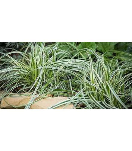 Carex oshimensis (2 Variants) - Buy Cold Climate Plants Online Tablelands Nurseries