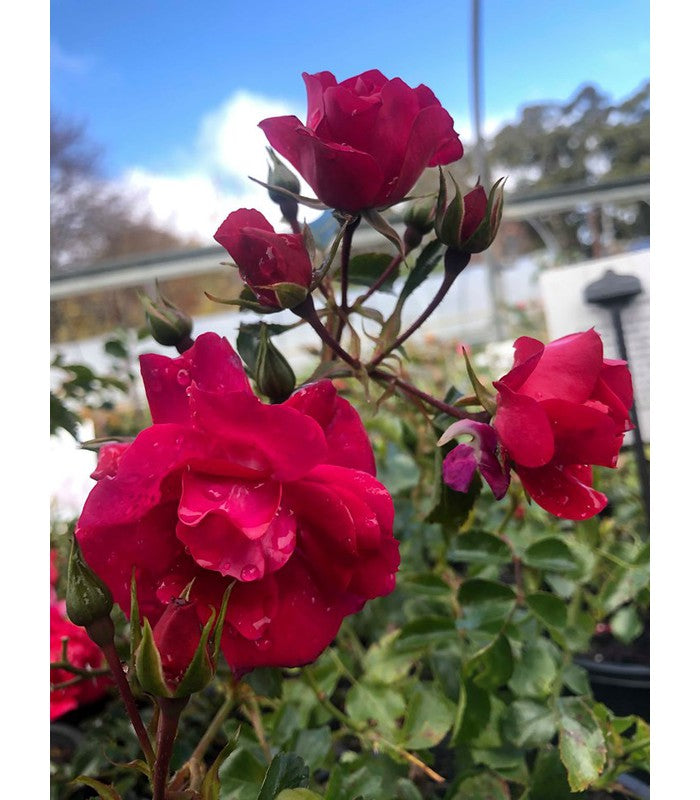 Rosa Hybrida Ground Cover Rose (2 Varieties Available) - Buy Cold Climate Plants Online Tablelands Nurseries