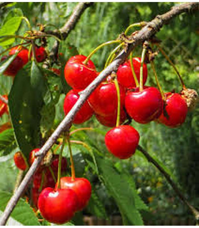 Cherry (10 Varieties Available)