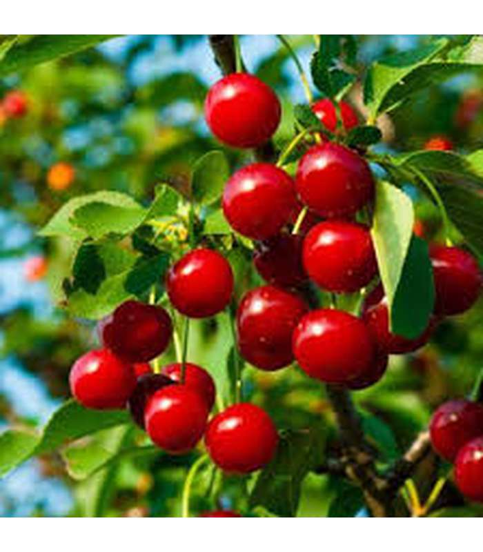 Cherry (4 Varieties Available) - Buy Cold Climate Plants Online Tablelands Nurseries