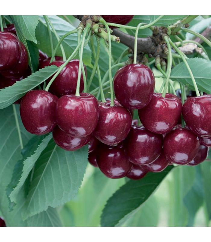 Cherry (10 Varieties Available)